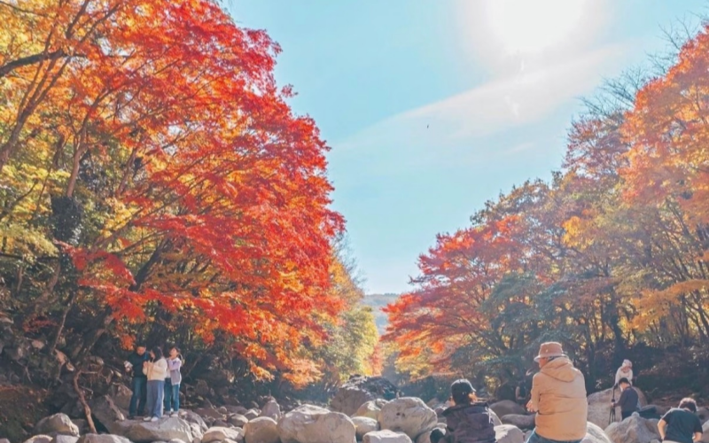 Scenic Beauty of Autumn Maple Leaves