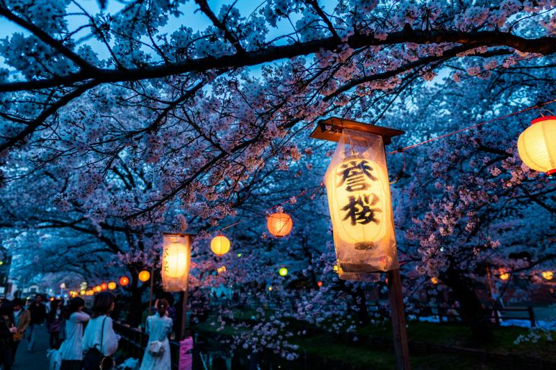 Plan a Trip to Japan's Cherry Blossom 2027 Now
