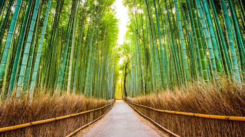 Arashiyama Bamboo Grove in May offers a peaceful walk surrounded by fresh green bamboo.