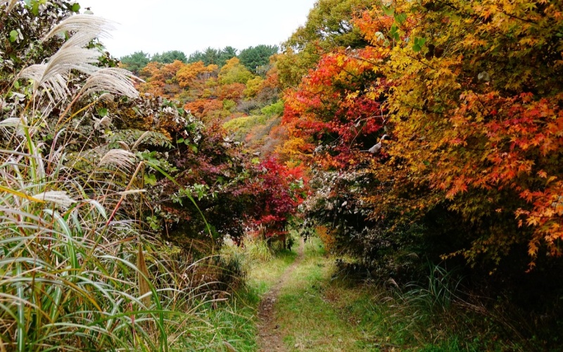 A Sustainable Viewing Spot for Maple Leaves