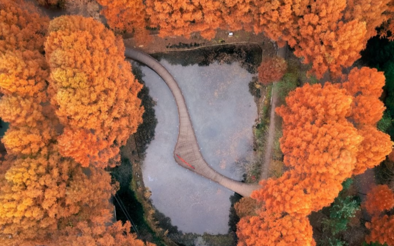 Maple Leaf Viewing Spots in Suburban Cities