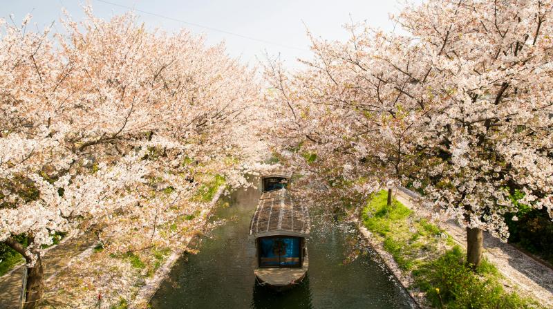Don't Miss a Boat Ride Beneath the Sakura Trees in Japan