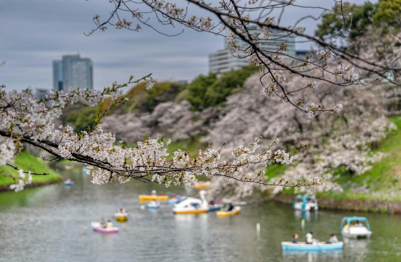 Delicate Somei Yoshino during the Best Time for Japan Cherry Blossom