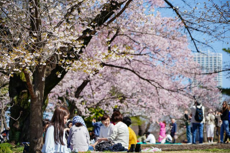 Picnicing under the Cherry Blossom Trees to Enjoy Hanami in Japan
