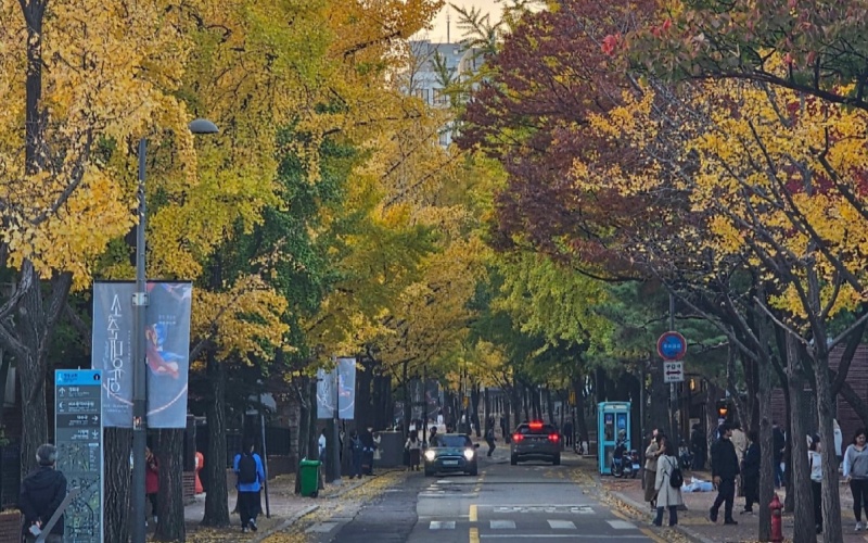 Fall Foliage in Seoul
