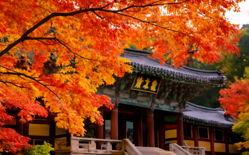 Maple Leaves in Bulguksa Temple