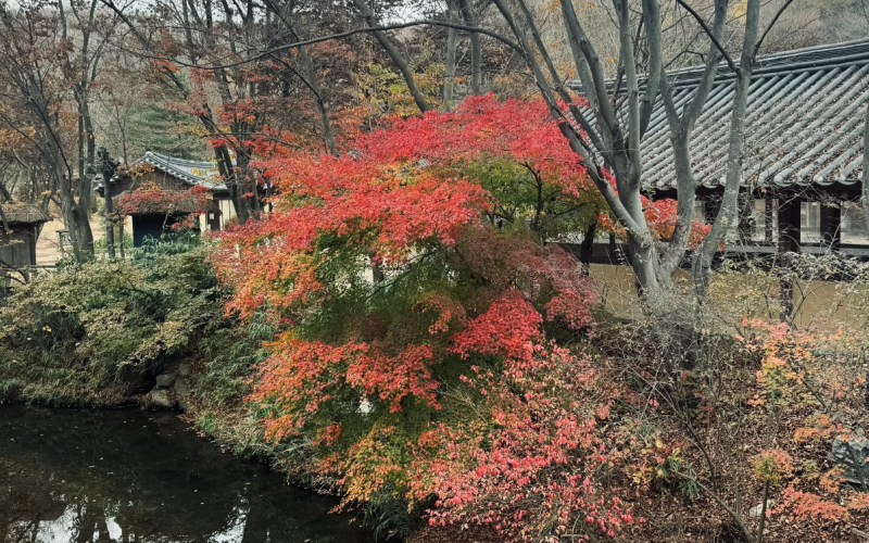 Taste Korean Life Amid Autumn Beauty in Yangdong Folk Village