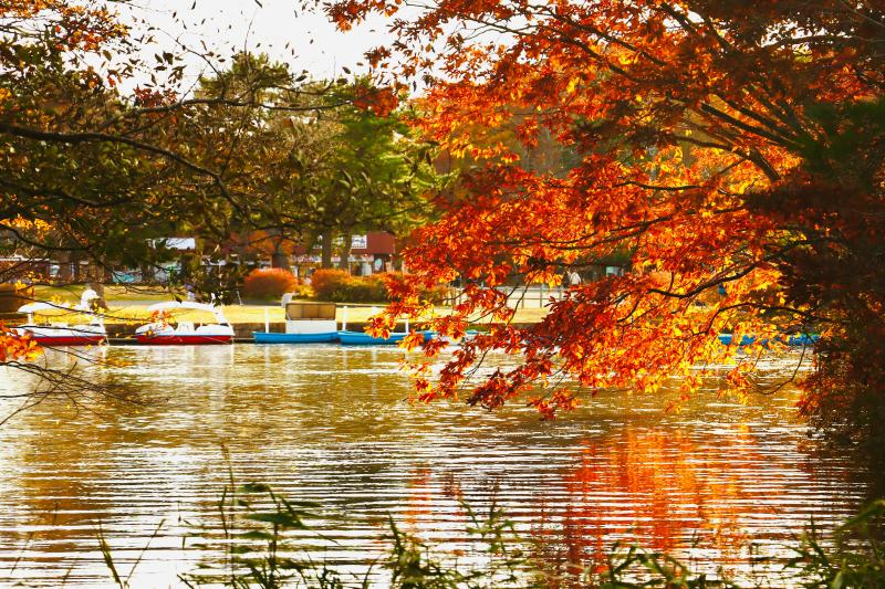Onuma Park: One of the Best Hokkaido Autumn Foliage Spots