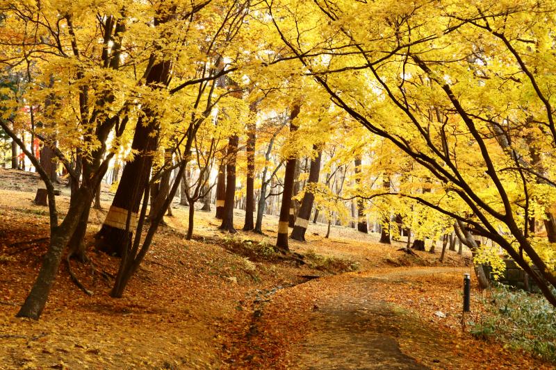 Hokkaido Japan Autumn