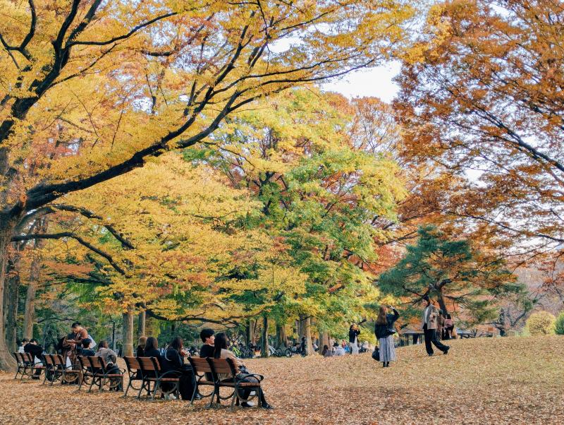 Fall Season Tokyo