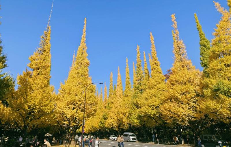 Golden Ginkgo Avenue at Meiji Jingu Gaien, Tokyo