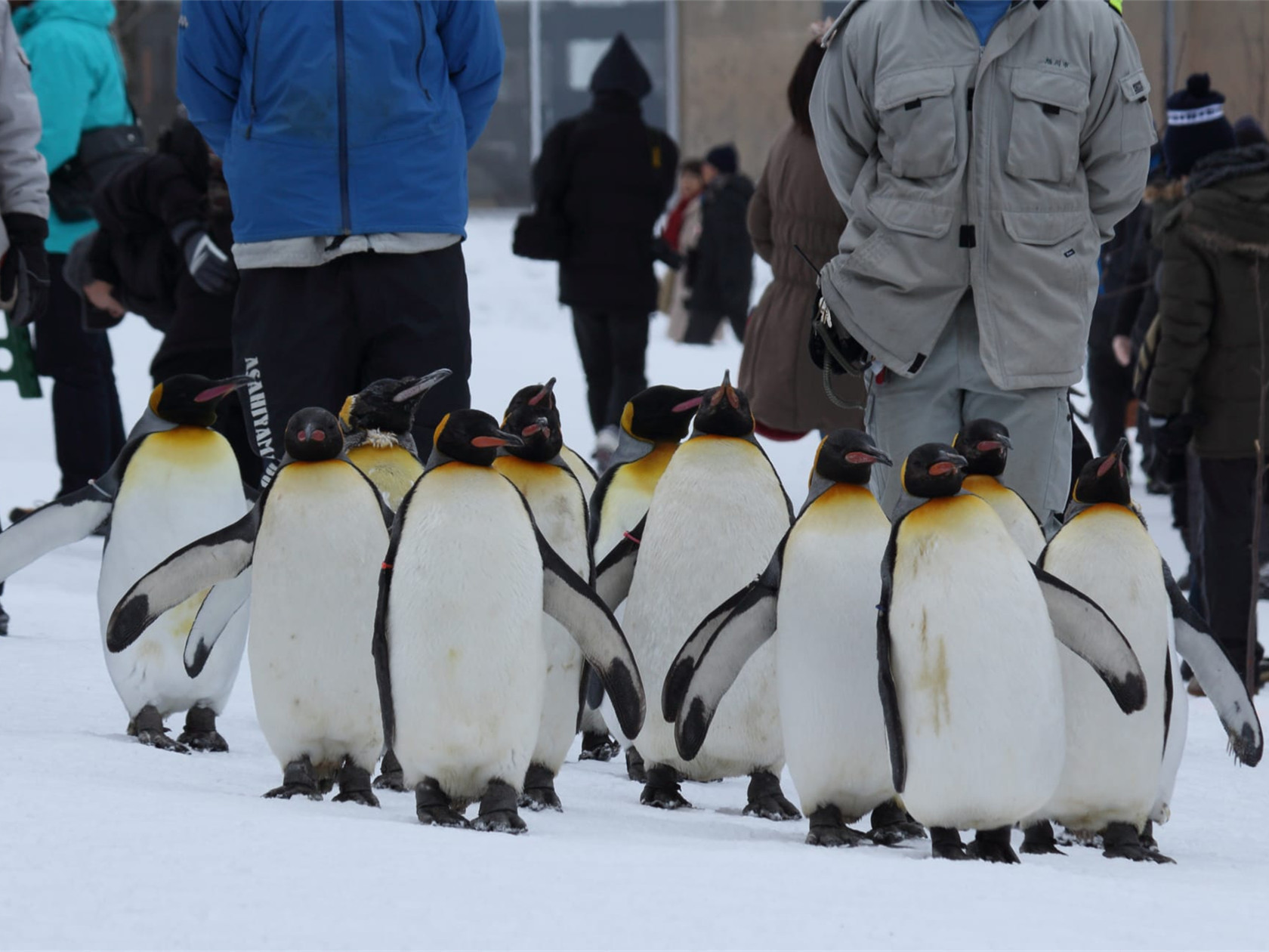 Meet Cute Penguins at the Asahikawa Zoo