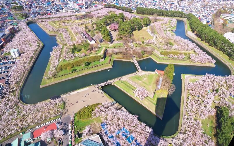 View of the cherry blossoms at Goryokaku Park.