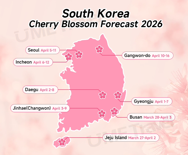 South Korea Cherry Blossom Forecast