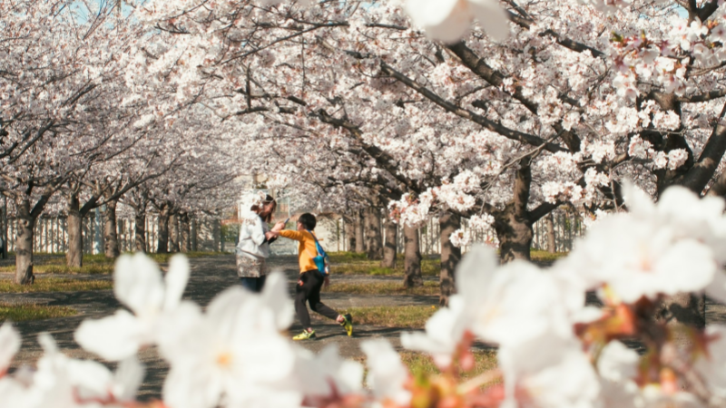 A family enjoys the cherry blossom season in April.