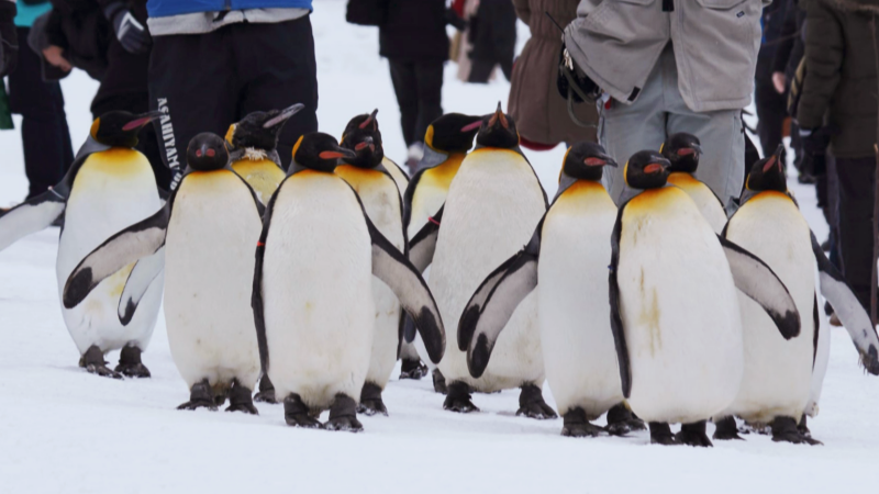 Meet Cute Penguins at the Asahikawa Zoo.