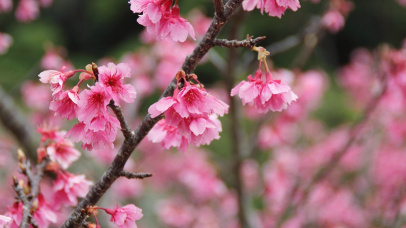 Ryukyu Kanhizakura in Okinawa blooms in the weather of February