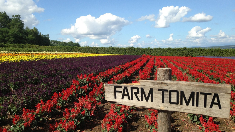 In June, Japan’s mild, sunny weather is ideal for visiting flower fields like Farm Tomita in Furano.