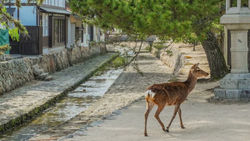 Many travellers describe this place as the spiritual highlight of their journey through Japan.