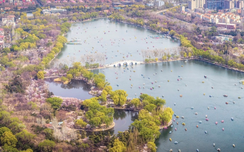 Cherry Blossoms in Yuyuantan Park