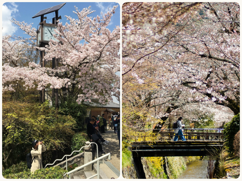 The vibrant cherry blossom at Kiyomizu Temple and the Philosopher's Path in Kyoto.