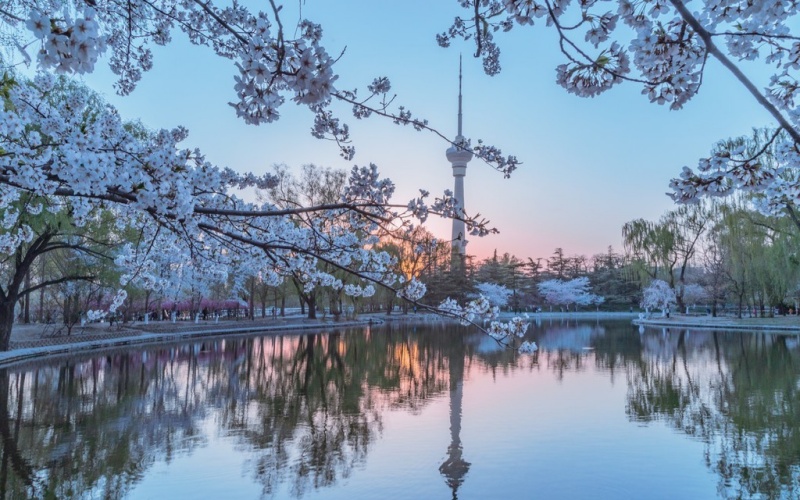 Cherry Blossom Festival in Yuyuantan Park