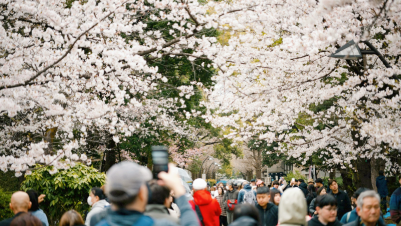 Uenokoen Cherry Blossom, Tokyo