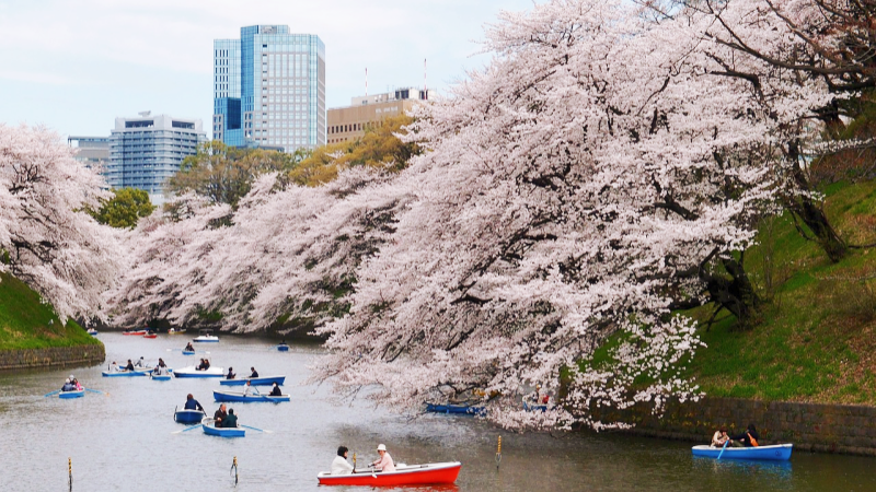 People ride boats under cherry blossom tress at Chidorigafuchi Park