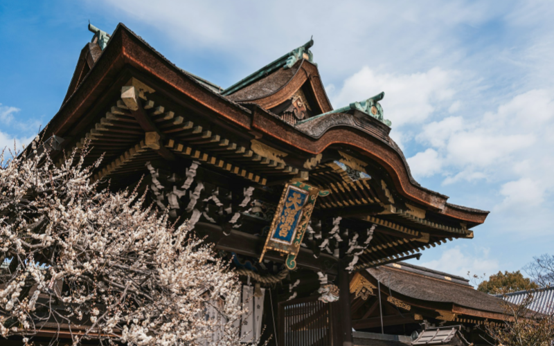 Delicate plum blossoms bloom around Kyoto’s Tenmangu Shrine in March.