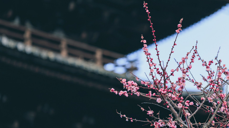 Soft pink plum blossoms bloom quietly in Kyoto in March.