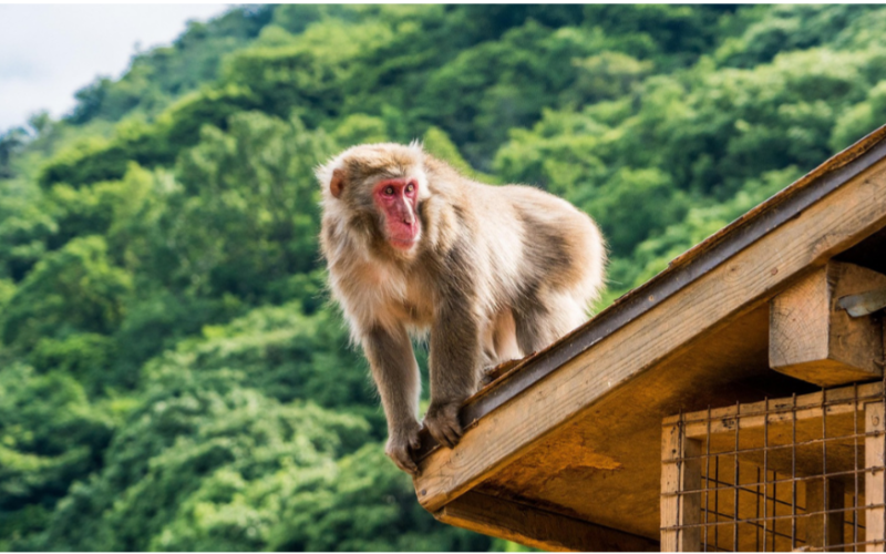 A lively monkey at Arashiyama Monkey Park