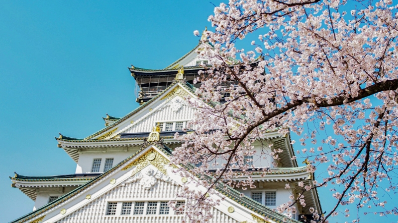 The cherry blossoms in Osaka are expected to begin blooming in late March 2026.