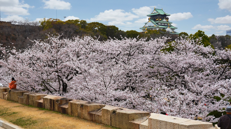 The cherry blossoms are in full bloom at the Nishinomaru Garden in late March, with the Osaka Castle rising above them.