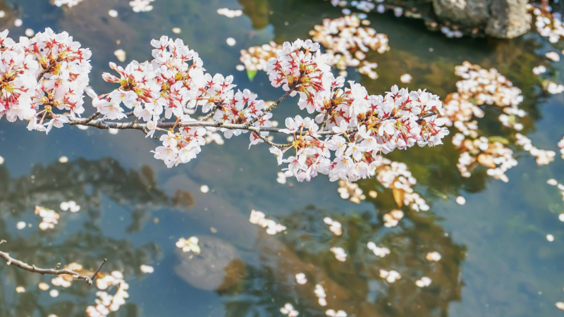 Sakura petals float like snow between the trees and the water.