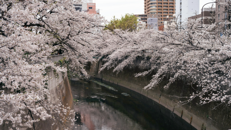 Early April Cherry Blossoms at Kanda River, Tokyo