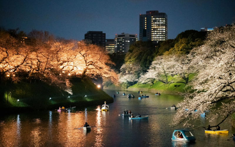 In the evening, you can even take a boat ride to see the night-time cherry blossom.