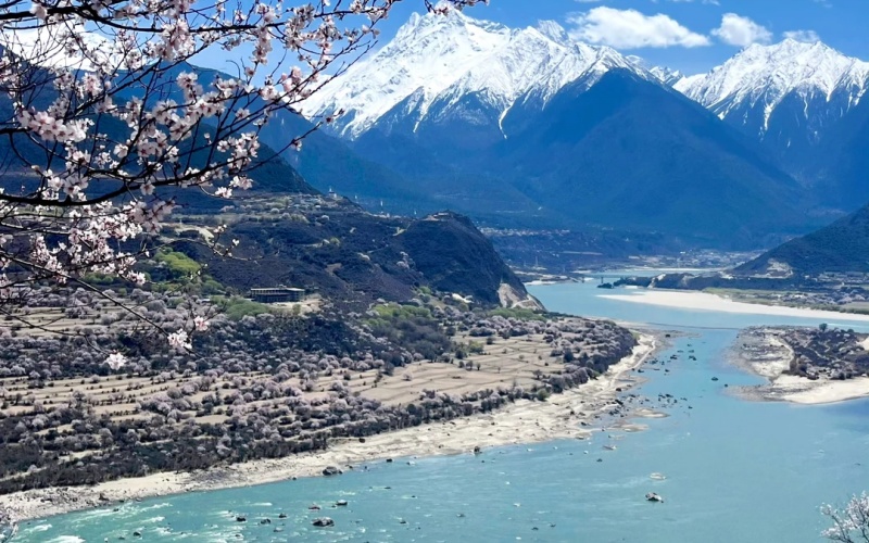 Wild Peach Trees in Linzhi