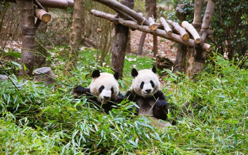 Visit Chengdu Research Base of Giant Panda Breeding