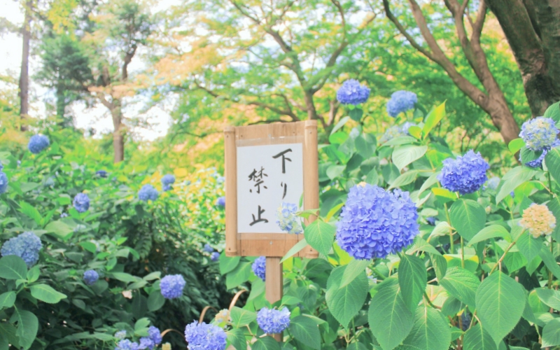In June, hydrangeas bloom brilliantly in Japan.