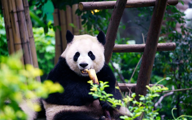 Chengdu Research Base of Giant Panda Breeding