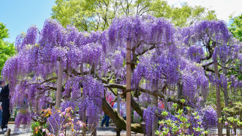 Stunning wisteria flowers bloom in May.