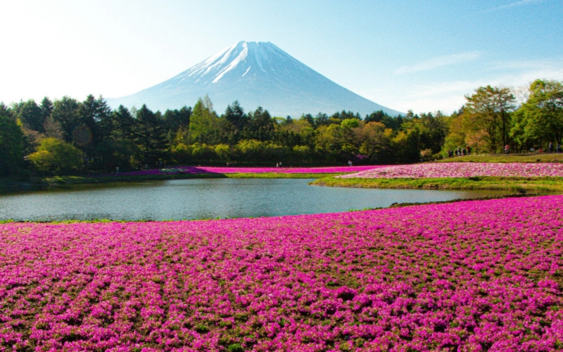 The Shiba Sakura flowers in full bloom against the backdrop of the majestic Mount Fuji in May.