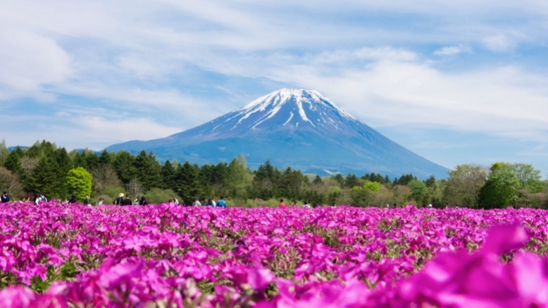 Brilliant pink shiba sakura bloom in full glory beneath Mount Fuji in May.