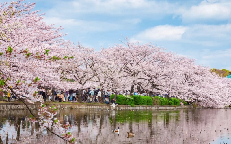 Cherry blossom at Ueno Park in Tokyo in early April.