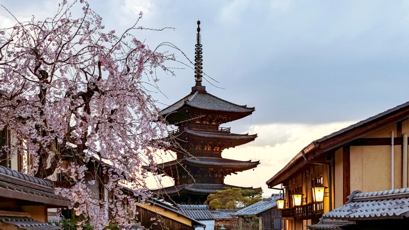 Cherry blossom in Kyoto in early April.