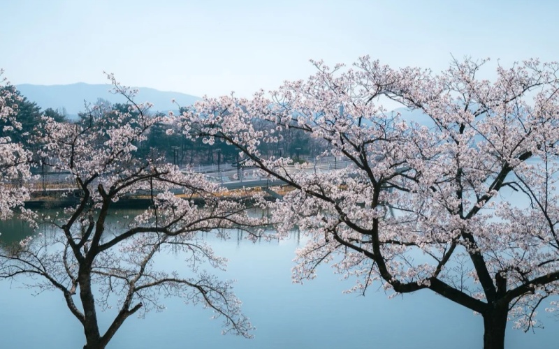 Cherry Blossom in the Bomun Lake