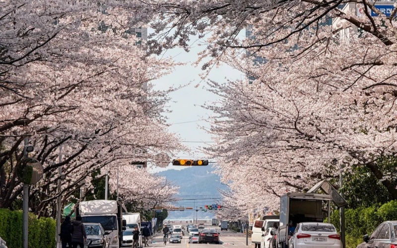 Cherry Blossom in Busan