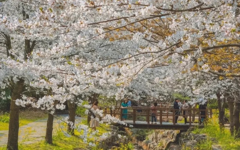 Cherry Blossom in Jeju Island
