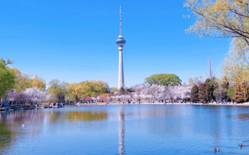 Cherry Blossoms in Yuyuantan Parl