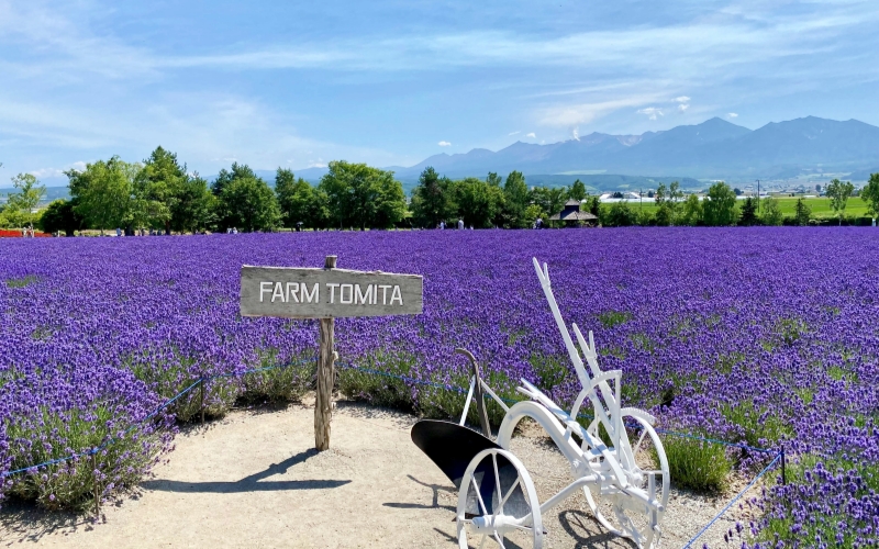 Lavender sea at farm Tomita in Summer
